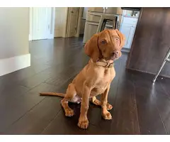 3 months old Vizsla puppy ready to go now