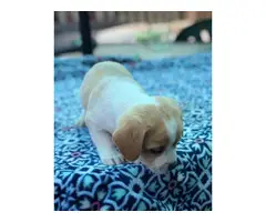 8 weeks old Dorgi puppies for sale - 9