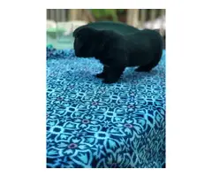 8 weeks old Dorgi puppies for sale - 10