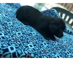 8 weeks old Dorgi puppies for sale - 12