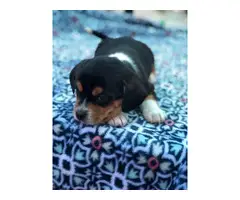 8 weeks old Dorgi puppies for sale - 22