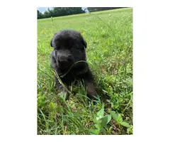 AKC German Shepherd purebred puppies for sale - 3