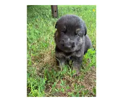 AKC German Shepherd purebred puppies for sale - 4