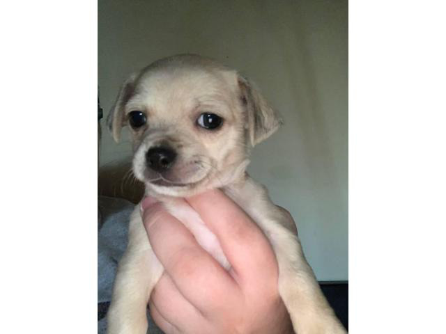Female Chihuahua / Yorkie puppies in Nashville, Tennessee