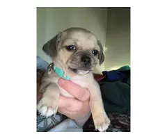 Female Chihuahua / Yorkie puppies - 2