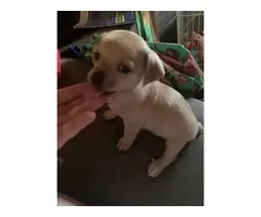 Female Chihuahua / Yorkie puppies - 3