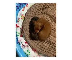 Chocolate long haired miniature dachshund puppy - 3