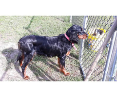 4 AKC Gordon Setter Pure Breed Puppies in Nacogdoches ...