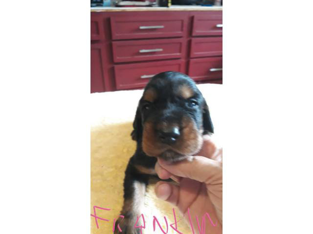 4 AKC Gordon Setter Pure Breed Puppies in Nacogdoches ...