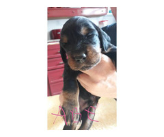 4 AKC Gordon Setter Pure Breed Puppies in Nacogdoches ...