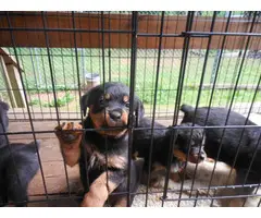 6 Rotti puppies for a loving home - 1