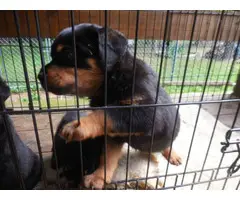 6 Rotti puppies for a loving home - 2
