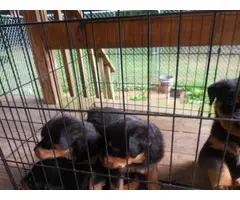 6 Rotti puppies for a loving home - 3