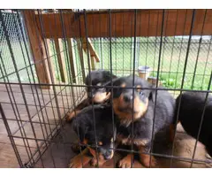 6 Rotti puppies for a loving home - 4