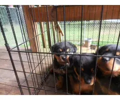6 Rotti puppies for a loving home - 5