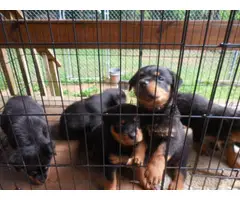 6 Rotti puppies for a loving home - 6