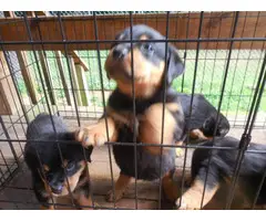6 Rotti puppies for a loving home - 7