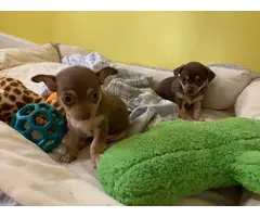 Two adorable female chihuahua teacup puppies - 1