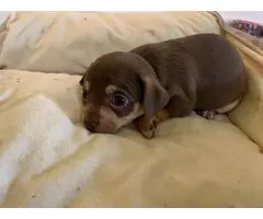 Two adorable female chihuahua teacup puppies - 2