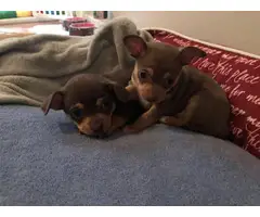 Two adorable female chihuahua teacup puppies - 6