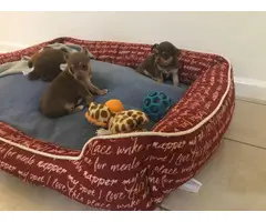 Two adorable female chihuahua teacup puppies - 7