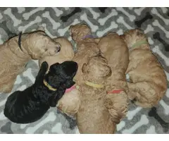 2 females & 1 male akc standard poodle puppies - 2