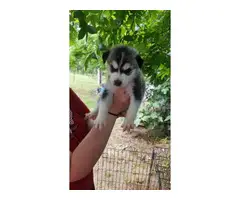 4 males and 3 females husky puppies available - 1