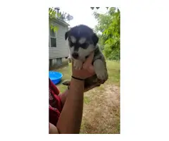 4 males and 3 females husky puppies available - 3