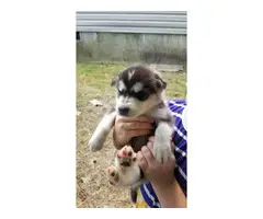 4 males and 3 females husky puppies available - 4