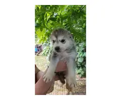 4 males and 3 females husky puppies available - 6