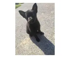 One German Shepherd pure black female puppy left