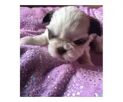 Super cute baby Shitzu puppies - 3