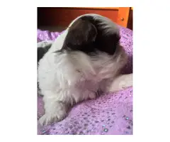 Super cute baby Shitzu puppies - 4
