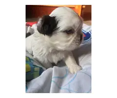 Super cute baby Shitzu puppies - 7