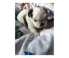 Super cute baby Shitzu puppies - 9