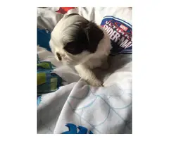 Super cute baby Shitzu puppies - 10