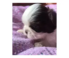 Super cute baby Shitzu puppies - 13
