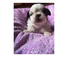 Super cute baby Shitzu puppies - 14