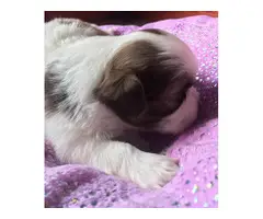 Super cute baby Shitzu puppies - 15