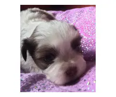 Super cute baby Shitzu puppies - 16