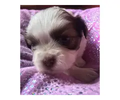 Super cute baby Shitzu puppies - 17