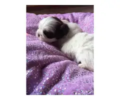 Super cute baby Shitzu puppies - 19