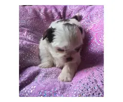 Super cute baby Shitzu puppies - 20