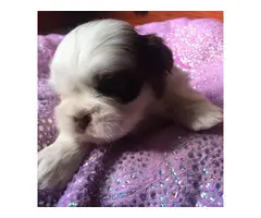 Super cute baby Shitzu puppies - 21