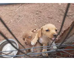 Two males Chiwinnie puppies