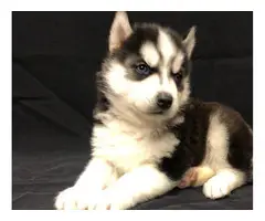 3 Siberian Husky Puppies $700