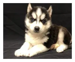 3 Siberian Husky Puppies $700 - 2