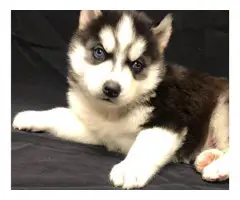 3 Siberian Husky Puppies $700 - 3