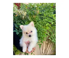 Pomeranians for sale 2 girls and 1 boy