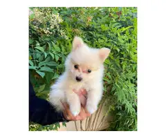 Pomeranians for sale 2 girls and 1 boy - 2